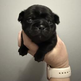 Pixie - Black female Pug puppy in Ludowici, Georgia from Royal Destiny Kennels