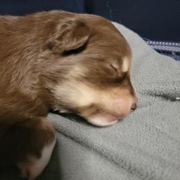 Pomsky Puppies from White Horse Pomsky's