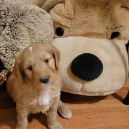 Boy 3 - Goldendoodle puppy in Atlanta, Georgia from Bowman Puppies of the House Doodle
