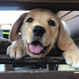 Labrador Retriever Puppies from Warnow Labradors