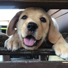 Labrador Retriever Puppies from Warnow Labradors