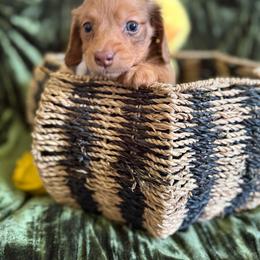 Pebbles - Dapple female Dachshund puppy in Bergen, New York from T. Rex Doxies & Friends
