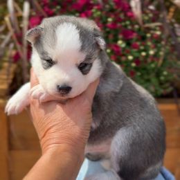 Ford - Black and white male Pomsky puppy in Michigan from Blue Water Pomskies
