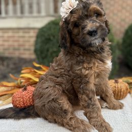 Hallie - Sable female Bernedoodle puppy in Perrysville, Ohio from Pleasant Valley Bernedoodles