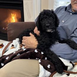 Mr. Tan Collar - Black male Poodle puppy in Mc Leansville, North Carolina from Absolutely Pampered Poodles