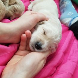Goldendoodle Puppies from Masondixondoodles