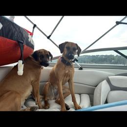 Rhodesian Ridgeback All Grown Up from Abbey Rhode Rhodesian Ridgebacks