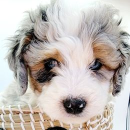 Aussiedoodle, Miniature Australian Shepherd, and Poodle Puppies from Fine and Dandy Aussiedoodles