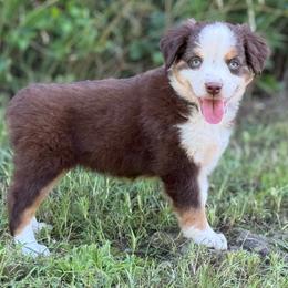 RTF - Lavender Collar - Red tri female Miniature Australian Shepherd puppy in Natural Dam, Arkansas from Natural State Aussies