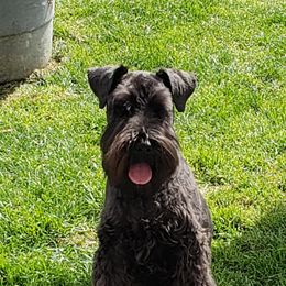 Miniature Schnauzers from Island Magic Miniature Schnauzers
