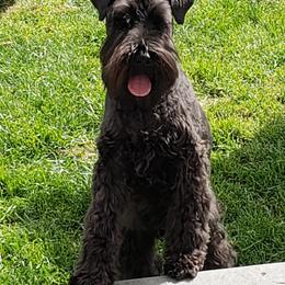 Miniature Schnauzers from Island Magic Miniature Schnauzers
