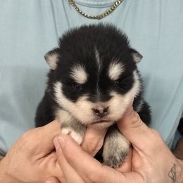 Willow - Black and white male Pomsky puppy in Spring Hill, Florida from PDQ Pomskies