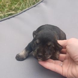 Sold Maxx (bottom) todd (top) - Black and silver male Miniature Schnauzer puppy in Milton Freewater, Oregon from Rose Brook Family Farms