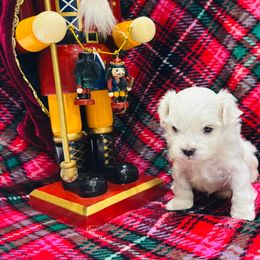 Maltese Puppies from Cheery Pups