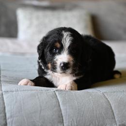 Chispa - Tri-color male Bernedoodle puppy in Grove, Oklahoma from Grand Lake Poodles & Doodles