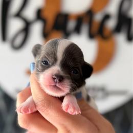 Pip - Blue and white male Chihuahua puppy in Harrison, Michigan from Cloud9 Chihuahuas