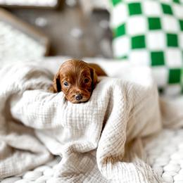 Nala - Red  female Goldendoodle puppy in Springville, Utah from Happy Doodle