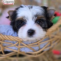 Biewer Terrier and Yorkshire Terrier Puppies from Corazon de gigante