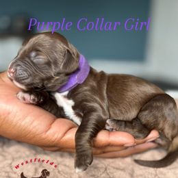 Purple Collar Girl - Chocolate female Australian Labradoodle puppy in Hagerstown, Maryland from Westfields Labradoodles