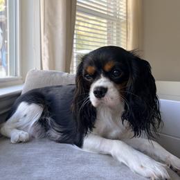 Daisy - Cavalier King Charles Spaniel