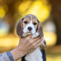 Maple - Beagle puppy in Warsaw, Indiana from Mae’cee Beagles