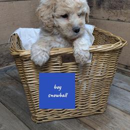 Snowball - Cream male Goldendoodle puppy in Cambridge, Minnesota from Country Meadow Doodles