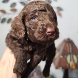 Green collar - Brown male Poodle puppy in Colorado Springs, Colorado from Silly's Standard Poodles