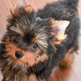 Yorkshire Terrier Puppies from Essence of Grace Yorkies