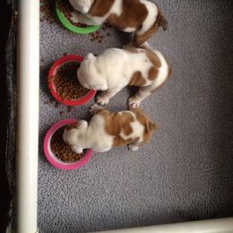 Bulldog and French Bulldog Puppies from Crystals Bulldog Bungalow