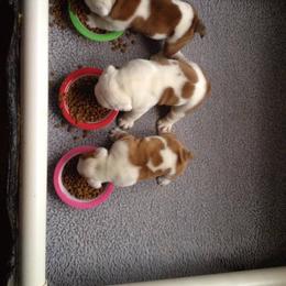 Bulldog and French Bulldog Puppies from Crystals Bulldog Bungalow