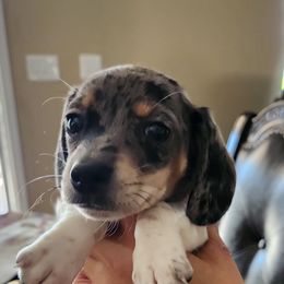 Twinkle Star - Dapple female Dachshund puppy in Tucson, Arizona from Crowned Doxies