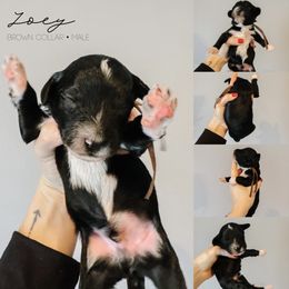 Joey - Black and white male Sheepadoodle puppy in Republic, Missouri from DOOD & Co