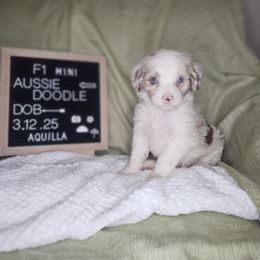 Aquila - Red merle Aussiedoodle puppy in Fort White, Florida from Jade