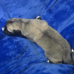 Anatolian Shepherd Dog Puppies from Florida Anatolian Shepherds