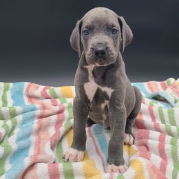 Thor - Blue male Great Dane puppy in Kannapolis, North Carolina from Carolina Great Danes & Toy Poodles