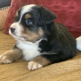 Aussiedoodle, Cavalier King Charles Spaniel, Miniature Australian Shepherd, and Toy Australian Shepherd Puppies from Triple Cross Aussies Triple Cross