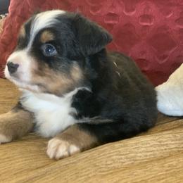 Aussiedoodle, Cavalier King Charles Spaniel, Miniature Australian Shepherd, and Toy Australian Shepherd Puppies from Triple Cross Aussies Triple Cross