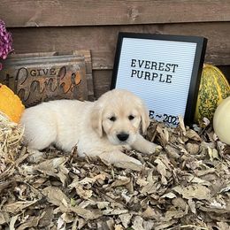 Golden Retriever Puppies from Sunkissed Retrievers
