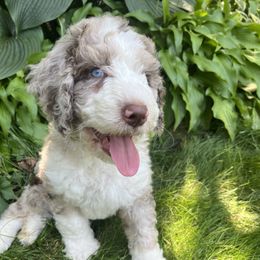 Bernedoodle Puppies from Lovey Dovey Bernedoodles