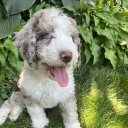 Bernedoodle Puppies from Lovey Dovey Bernedoodles