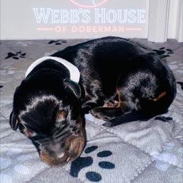 White Collar Male - Black and rust male Doberman Pinscher puppy in Bargersville, Indiana from Webb’s House of Doberman LLC