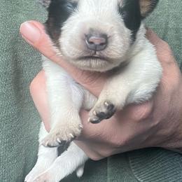 Boy 1 - Blue male Australian Cattle Dog puppy in Norton, Ohio from Australian Cattle Dog Company