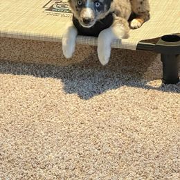 Miniature Australian Shepherd and Toy Australian Shepherd Puppies from Pawesome Lil Aussies