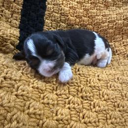 Tri Girl 2 - Tri-color female Cavalier King Charles Spaniel puppy in Raymondville, Missouri from Puppy PlayPen