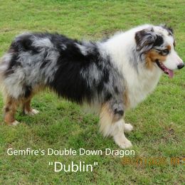 Dublin - Australian Shepherd