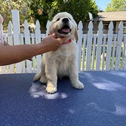 Lurch-Black - Golden male Golden Retriever puppy in Squaw Valley, California from Bear Mountain