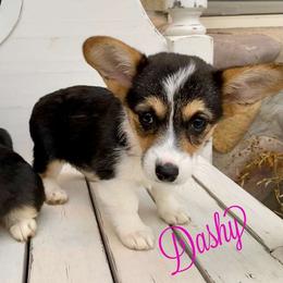 Pembroke Welsh Corgi Puppies from Davies Ranch Pembroke Welsh Corgis