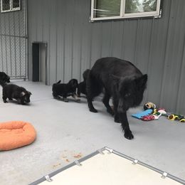Shiloh Shepherd Puppies from Solace Shilohs