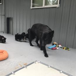 Shiloh Shepherd Puppies from Solace Shilohs