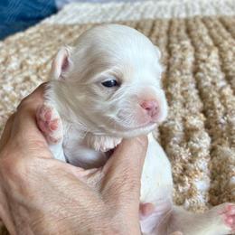 Rio - Cream male Chihuahua puppy in Menifee, California from Lane’s Little Long Coats